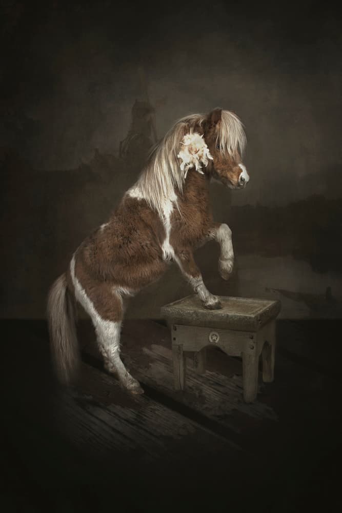 Pony on a Stool by Carola Kayen-Mouthaan — canvas wall art
