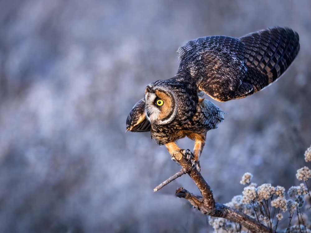 Watchful Winter Owl by Taksing (吉星高照) — canvas wall art