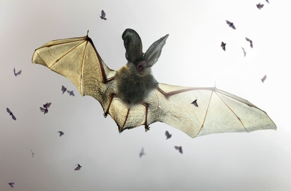 Nocturnal Bat Swarm by Jimmy Hoffman — canvas wall art