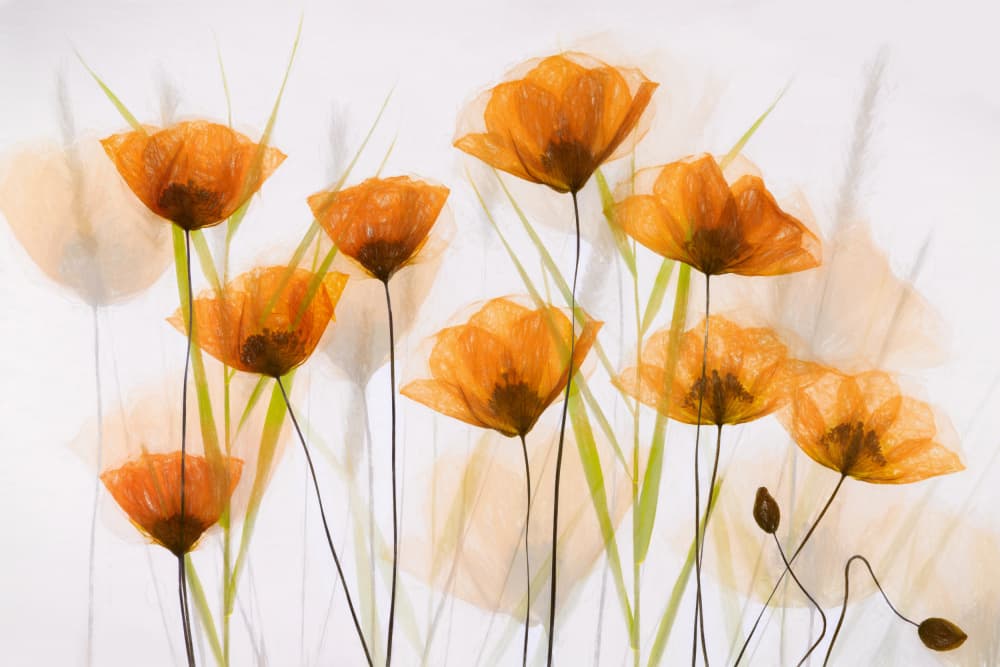 Ethereal Orange Flowers by brigitte van krimpen — canvas wall art