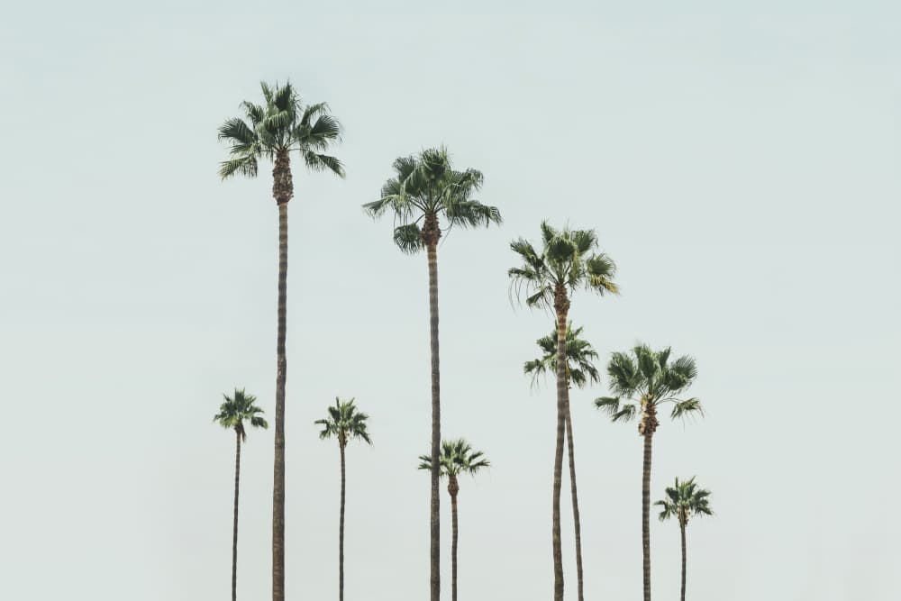 Cali Palms