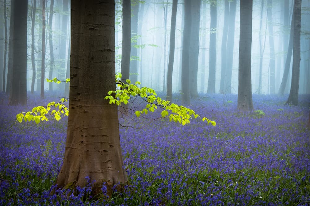 Misty Bluebell Woods by Piet Haaksma — canvas wall art