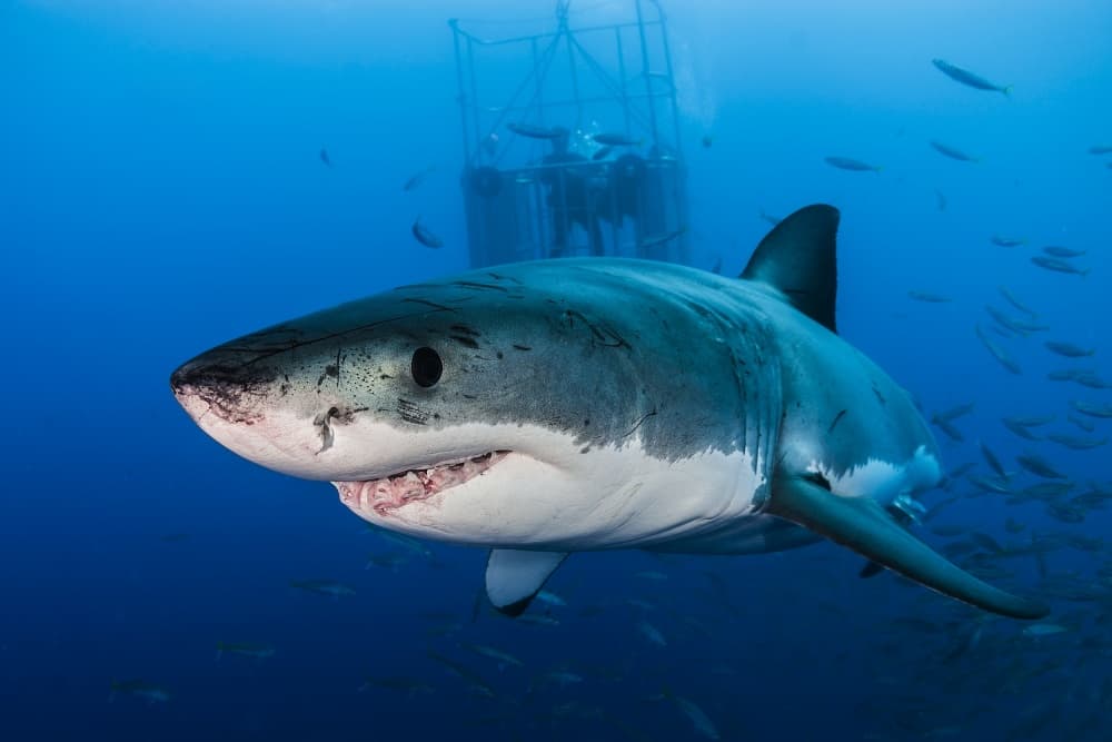 Great White Encounter by Davide Lopresti — canvas wall art