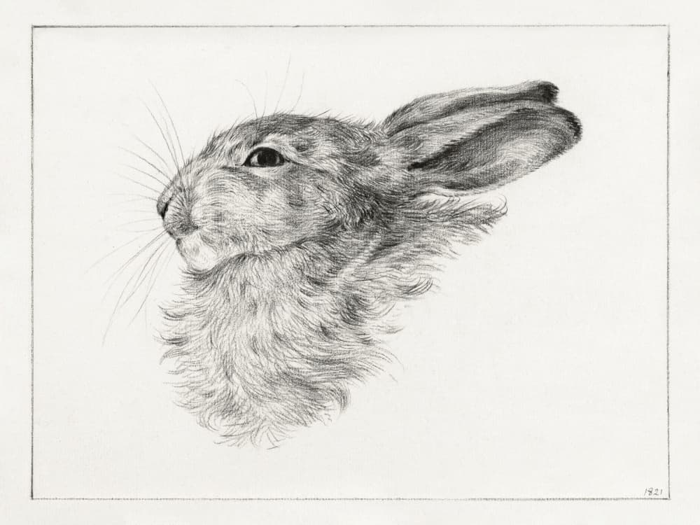 Head of a Rabbit (1821)