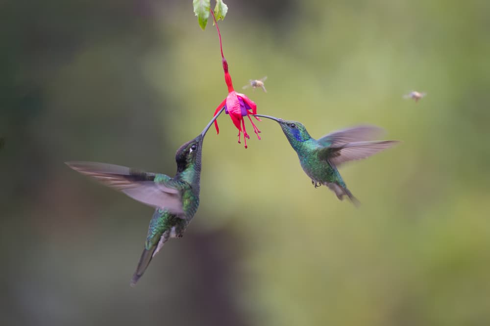 Two Hummingbirds Fuchsia Flower by Dennis Zhang — canvas wall art