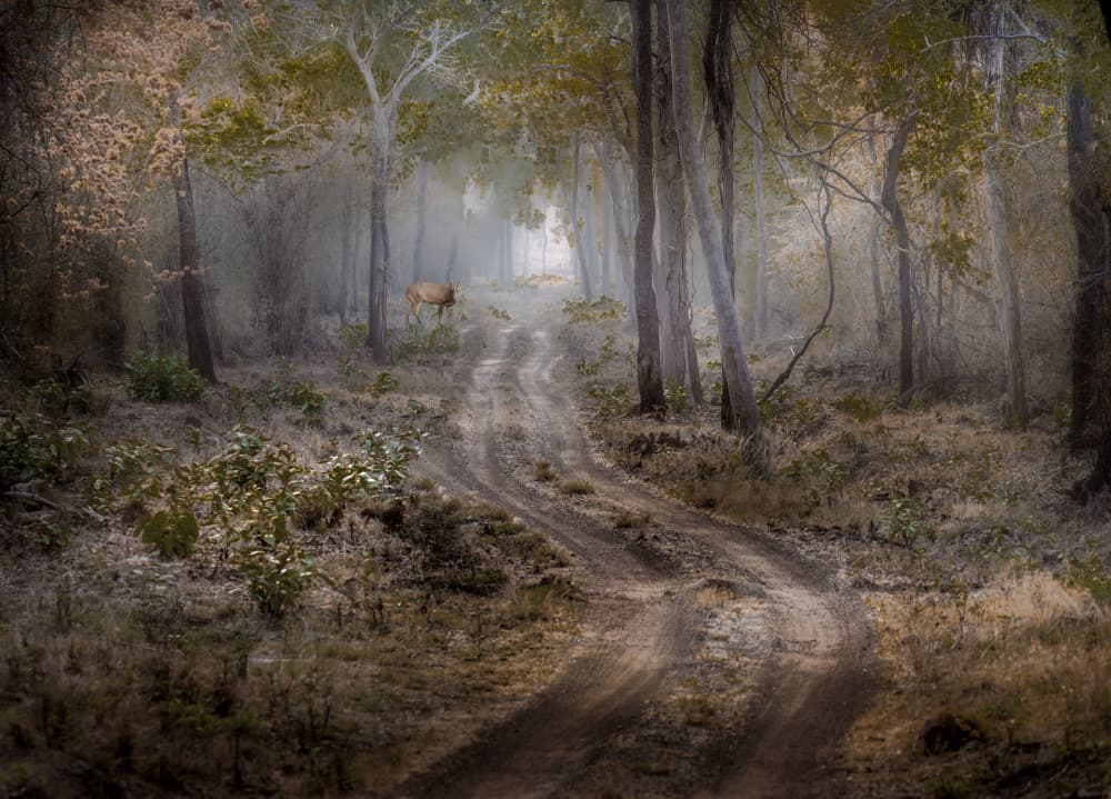 Deer in Misty Forest by Anita Singh — canvas wall art