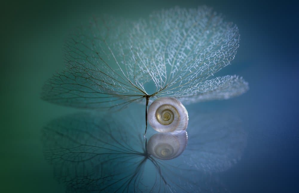 Delicate Shell Reflection by Shihya Kowatari — canvas wall art