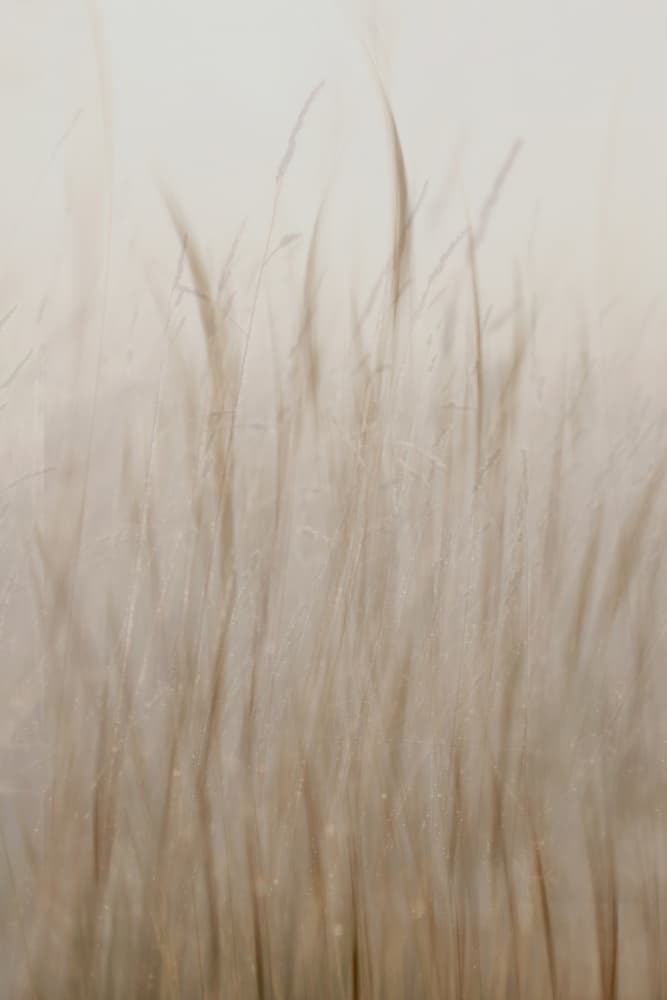 Soft Beige Grass by Christina Sillen — canvas wall art