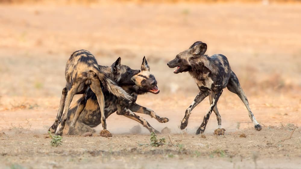 Wild Dogs Playing Chase by Alessandro Catta — canvas wall art
