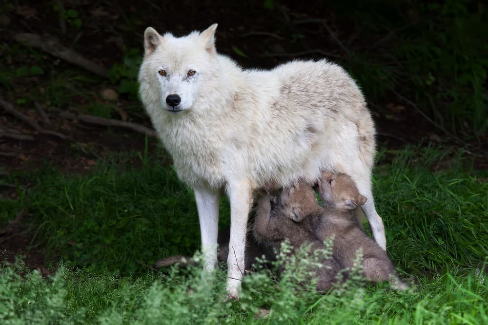 White Wolf and Pups by Jim Cumming — canvas wall art