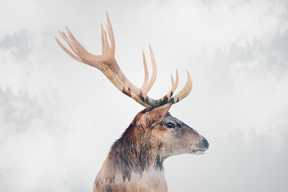 Misty Forest Stag by Angyalosi Beáta — canvas wall art