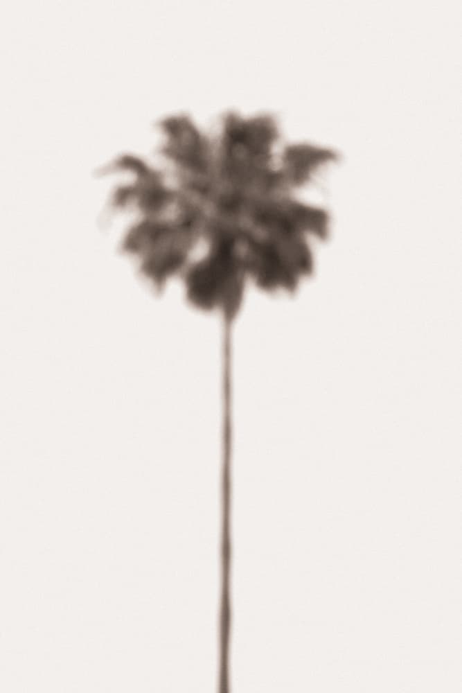 Blurred Palm Tree by Pictufy Studio III — canvas wall art