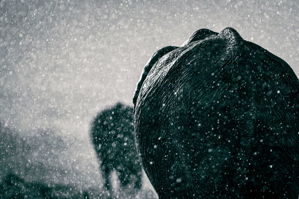 Elephants In The Rain by Mike Taylor — canvas wall art