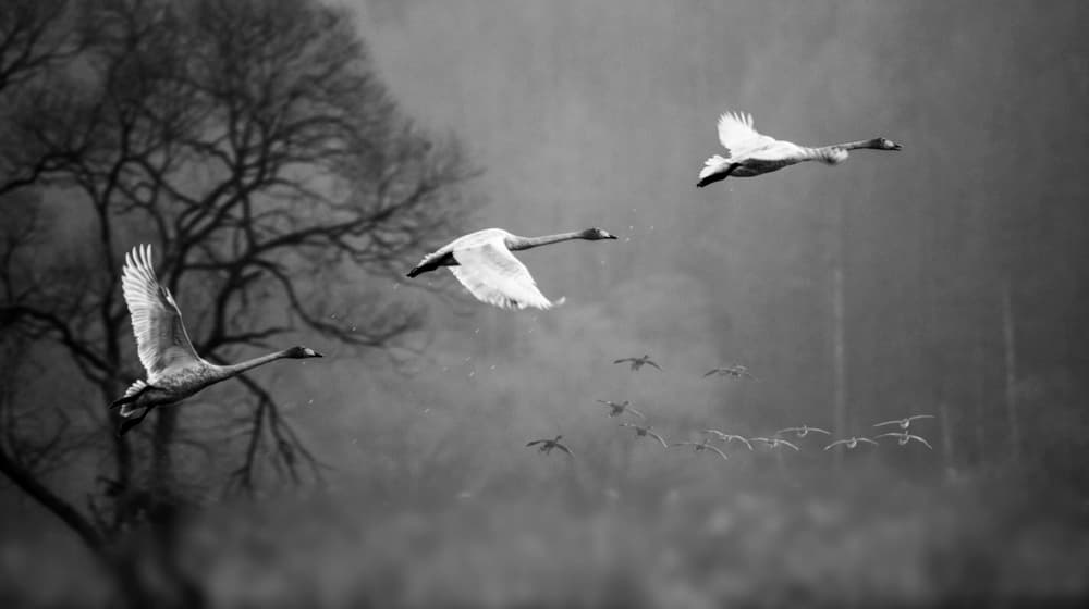 Misty Flight of Swans by Shin Woo Ryu — canvas wall art