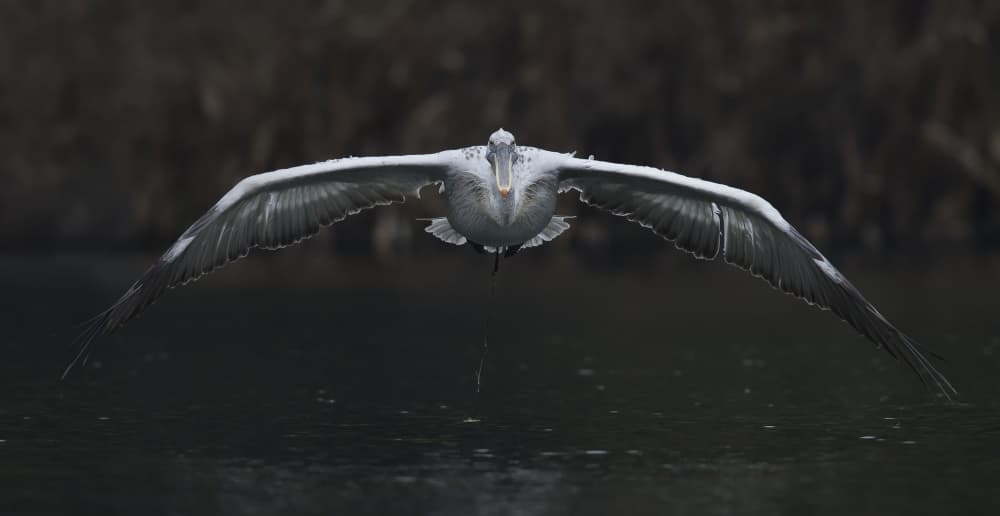 Majestic Bird Flight by C.S. Tjandra — canvas wall art
