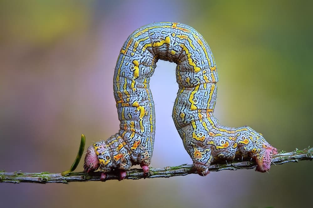 Vibrant Caterpillar on Branch by Jimmy Hoffman — canvas wall art