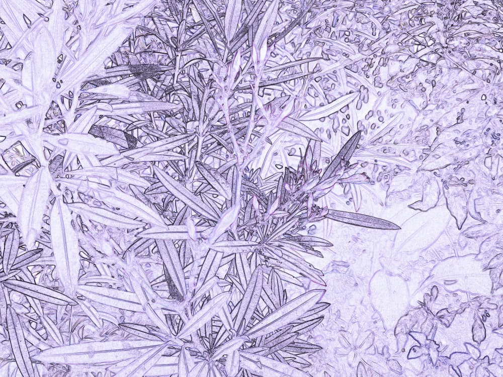 Purple Botanical Sketch by Santhosh ch — canvas wall art
