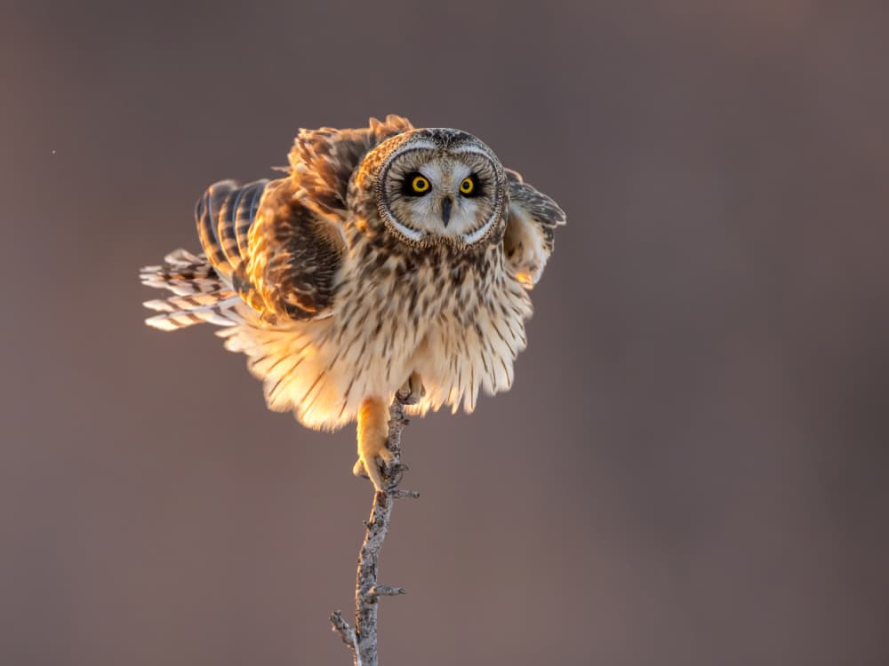 Majestic Golden Owl by Donald Luo — canvas wall art
