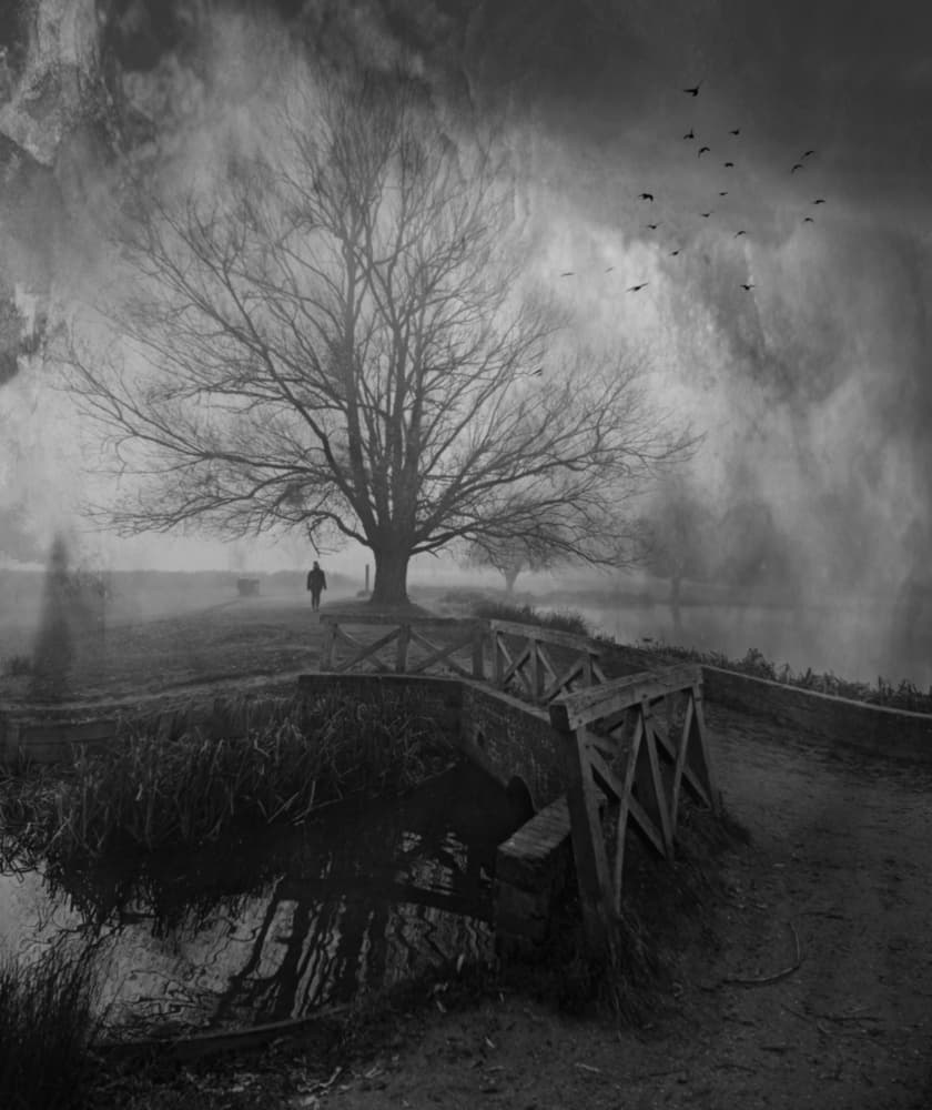 Solitary Tree Foggy Path by Robert Fabrowski — canvas wall art