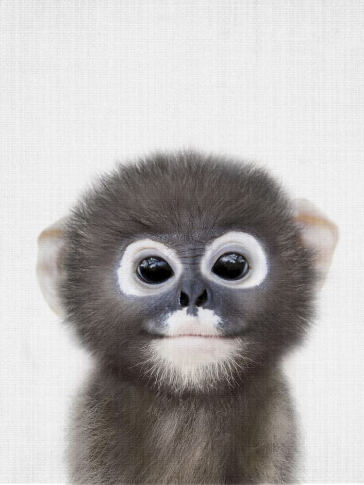 Cute Baby Monkey Portrait by Lila &amp; Lola — canvas wall art