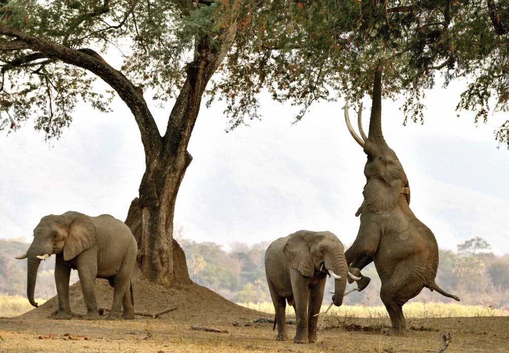 Elephants Reach High by Giuseppe DAmico — canvas wall art