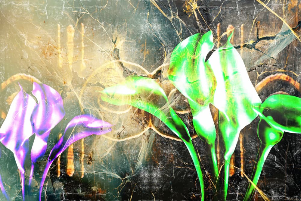 Mystical Calla Bloom by Rafal Kulik — canvas wall art