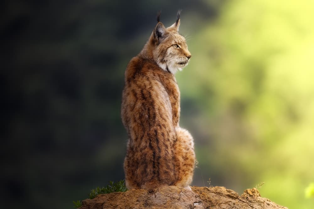Watchful Lynx by Sergio Saavedra Ruiz — canvas wall art