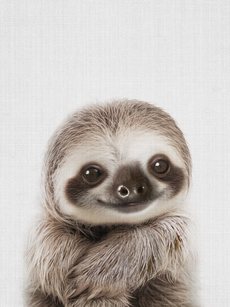 Sweet Baby Sloth Smile by Lila &amp; Lola — canvas wall art