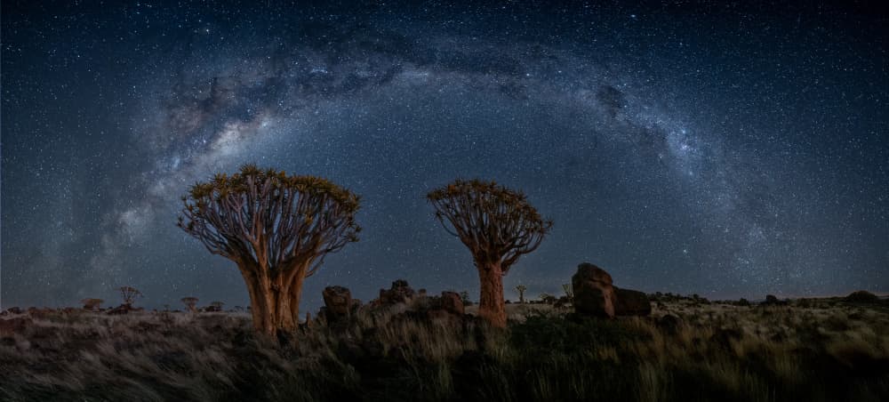 Milky Way Quiver Trees by Chao Feng 天馬 — canvas wall art