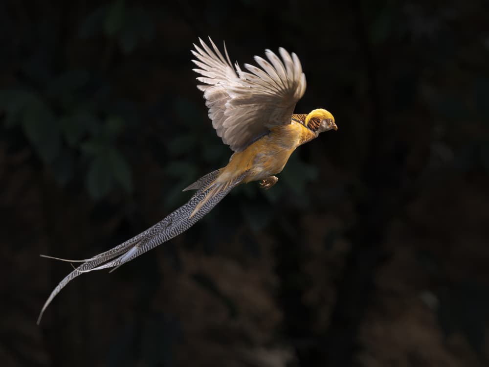 Golden Pheasant In Flight by Taksing (吉星高照) — canvas wall art