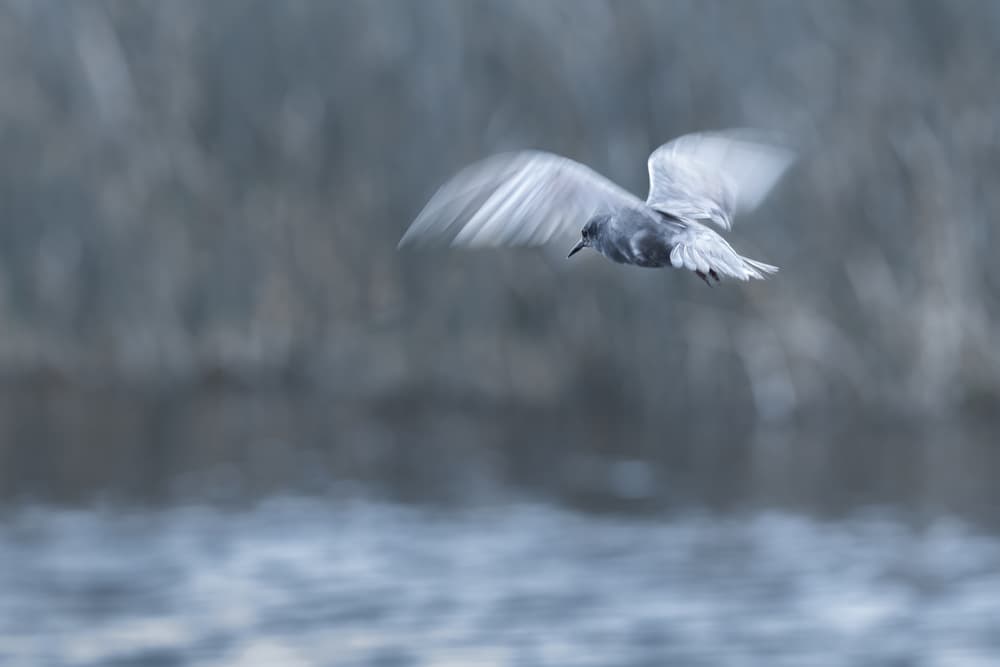 Graceful Bird Flight by Richard Liu — canvas wall art