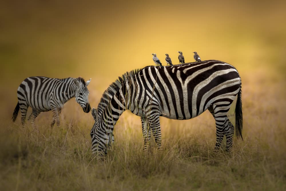 African Zebras and Birds by Anita Singh — canvas wall art