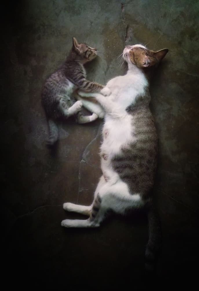 Mama Cat Kitten Play by Kahar Lagaa — canvas wall art