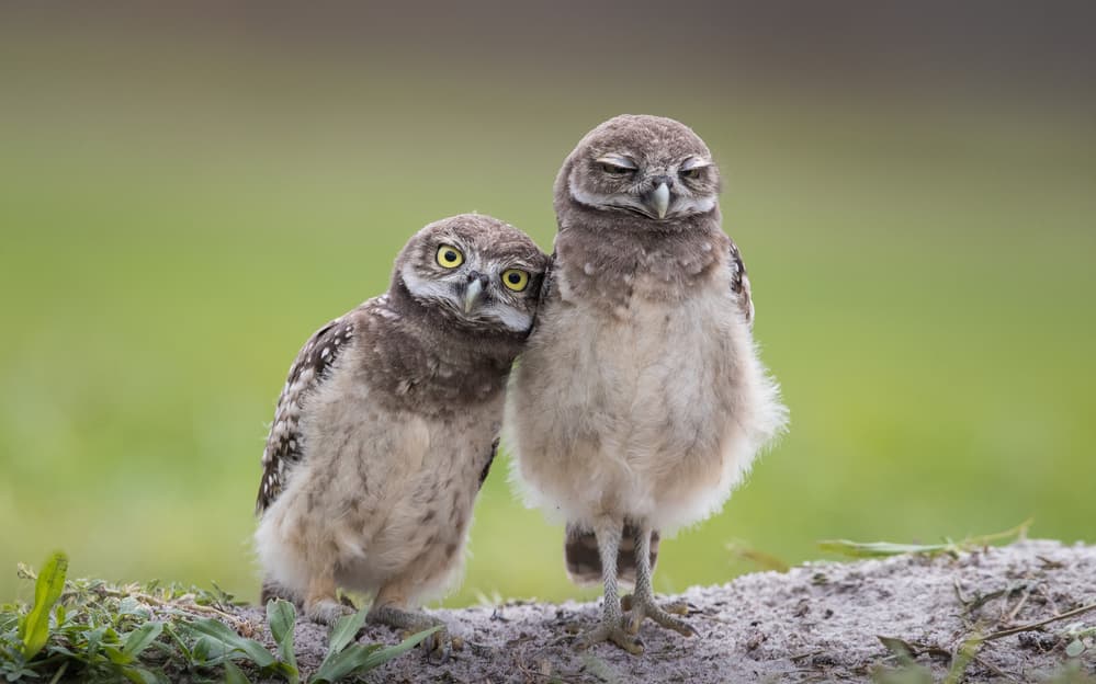 Two Adorable Owlets by Greg Barsh — canvas wall art