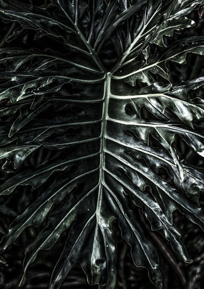 Dark Leaf Elegance by Shot by Clint — canvas wall art