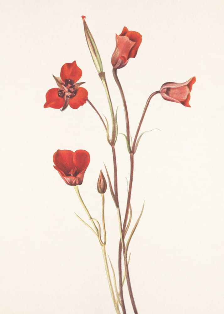 Scarlet Mariposa From North American Wildflowers (1925) By Mary Vaux Walcott by Mary Vaux Walcott — canvas wall art