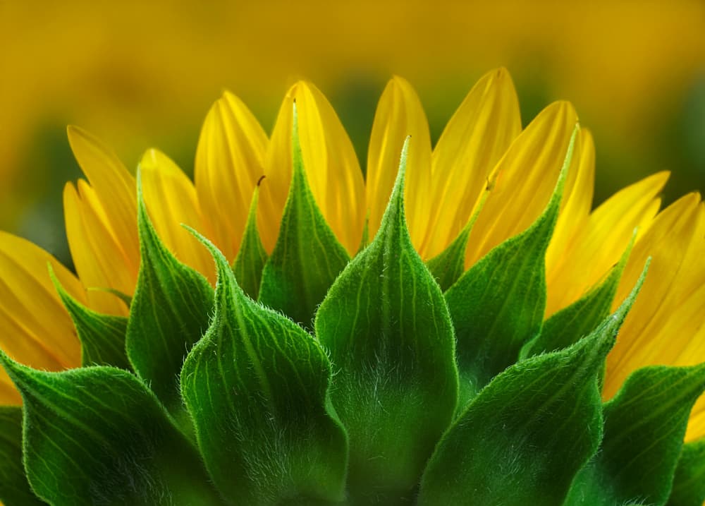 Vibrant Sunflower Bloom by Marie-anne Stas — canvas wall art