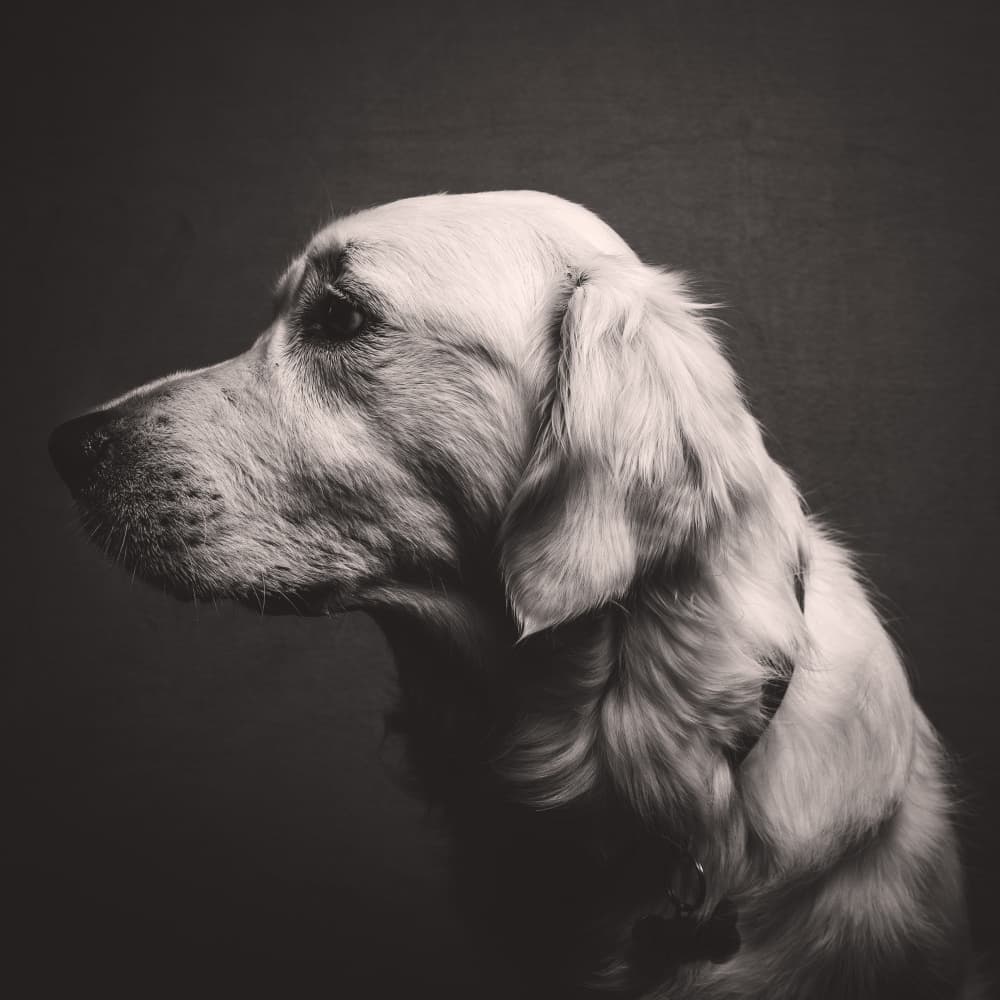 Elegant Golden Retriever Portrait by Jake Miller — canvas wall art