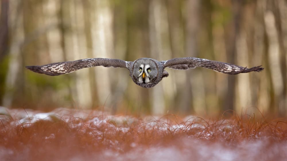 Great Gray Owl Flight by Milan Zygmunt — canvas wall art