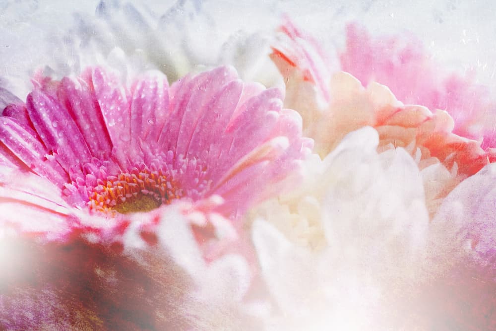 Dreamy Pink Gerbera Blooms by Rafal Kulik — canvas wall art
