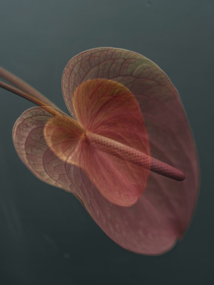 Abstract Anthurium Layers by Donatella Basso — canvas wall art