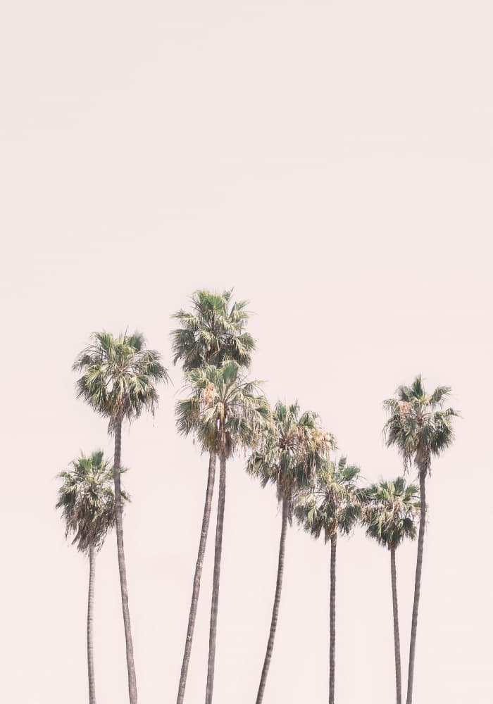 Blush Palms by Kathrin Pienaar — canvas wall art