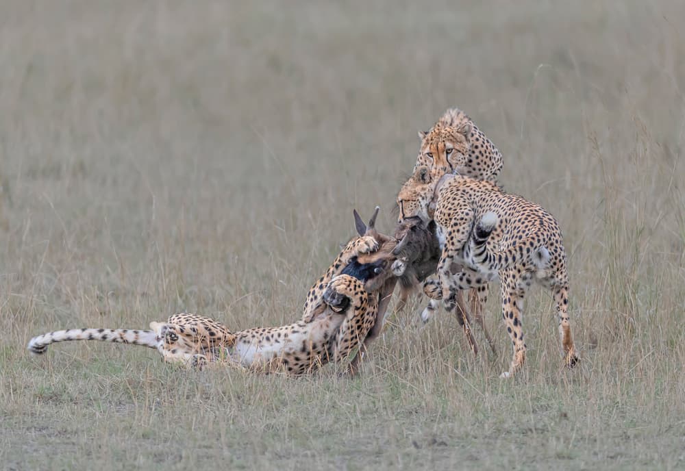 Wild Cheetah Hunt by Hong Chen — canvas wall art