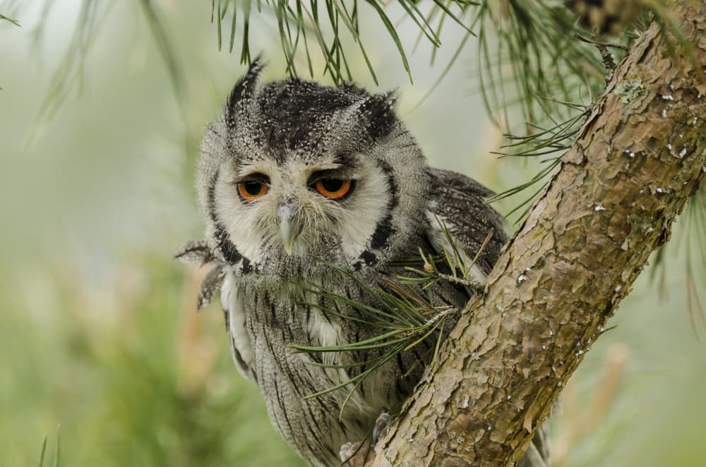 Thoughtful Little Owl by Caroline Wirtz — canvas wall art