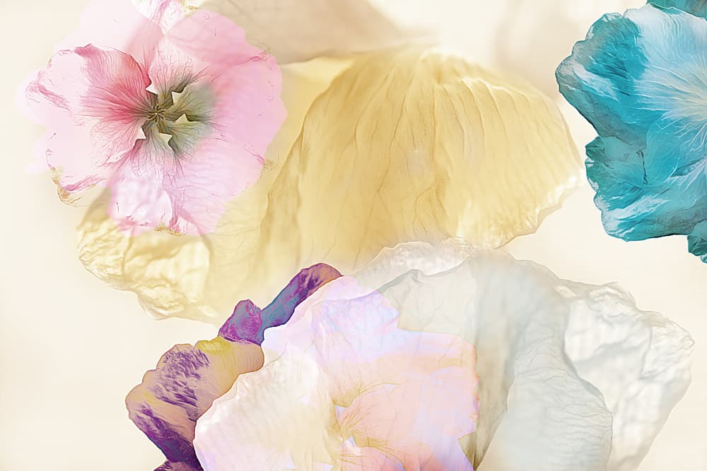 Dreamy Pastel Blooms by Ludmila Shumilova — canvas wall art