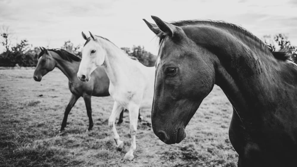 Monochrome Horse Trio by Cembrzynski Ignacy — canvas wall art