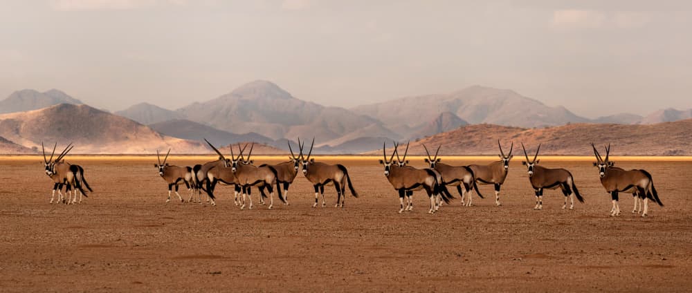 Oryx Herd in Desert by Anne Berger — canvas wall art