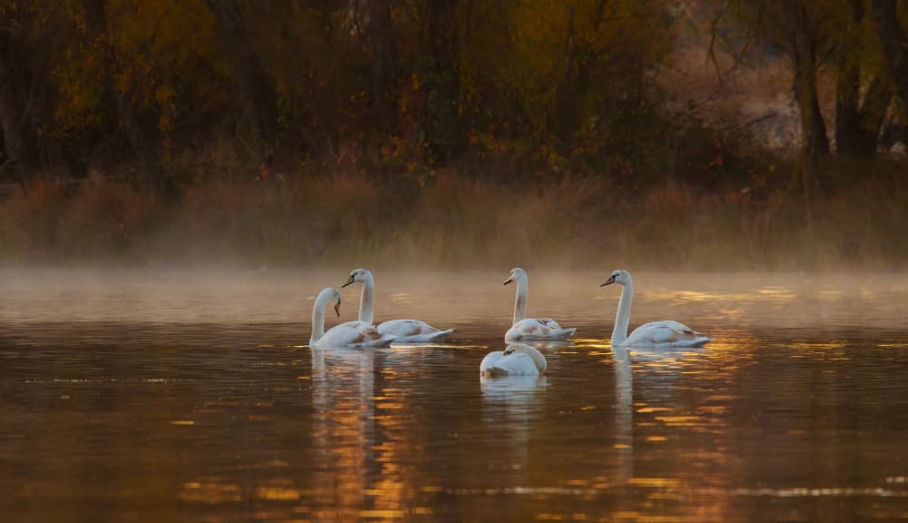 Golden Morning Swans by Johnson Huang — canvas wall art