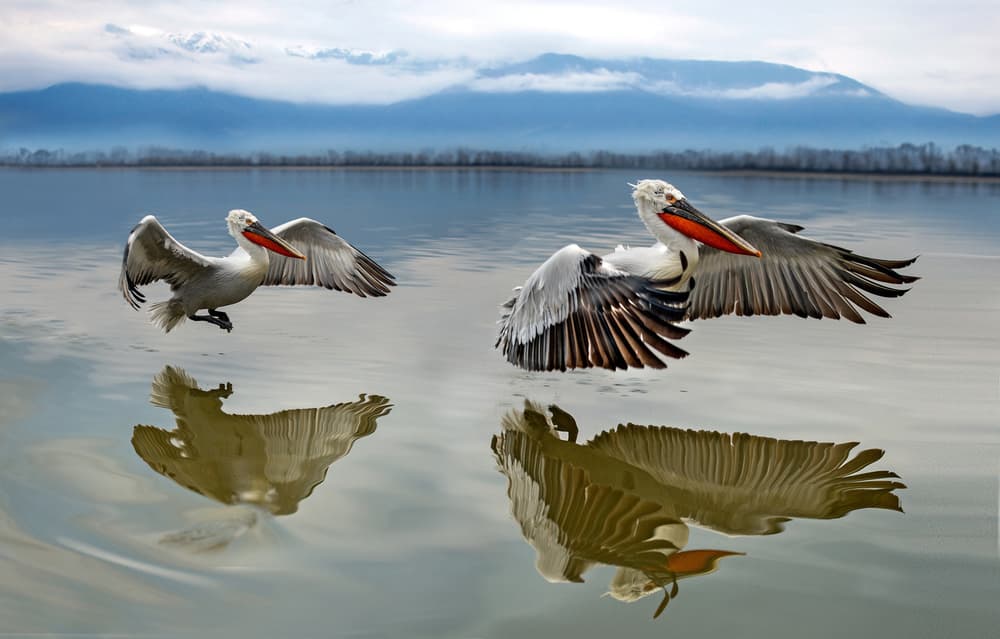 Pelicans Reflecting Water by Xavier Ortega — canvas wall art