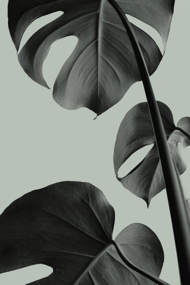 Elegant Monstera Leaves by Pictufy Studio III — canvas wall art
